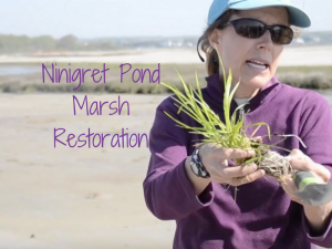 Ninigret Pond Salt Restoration