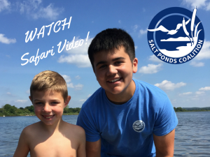 salt pond safari